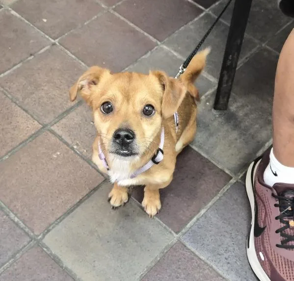 An adult small-sized male Mixed Breed dog named Chespirito for adoption in New York, NY