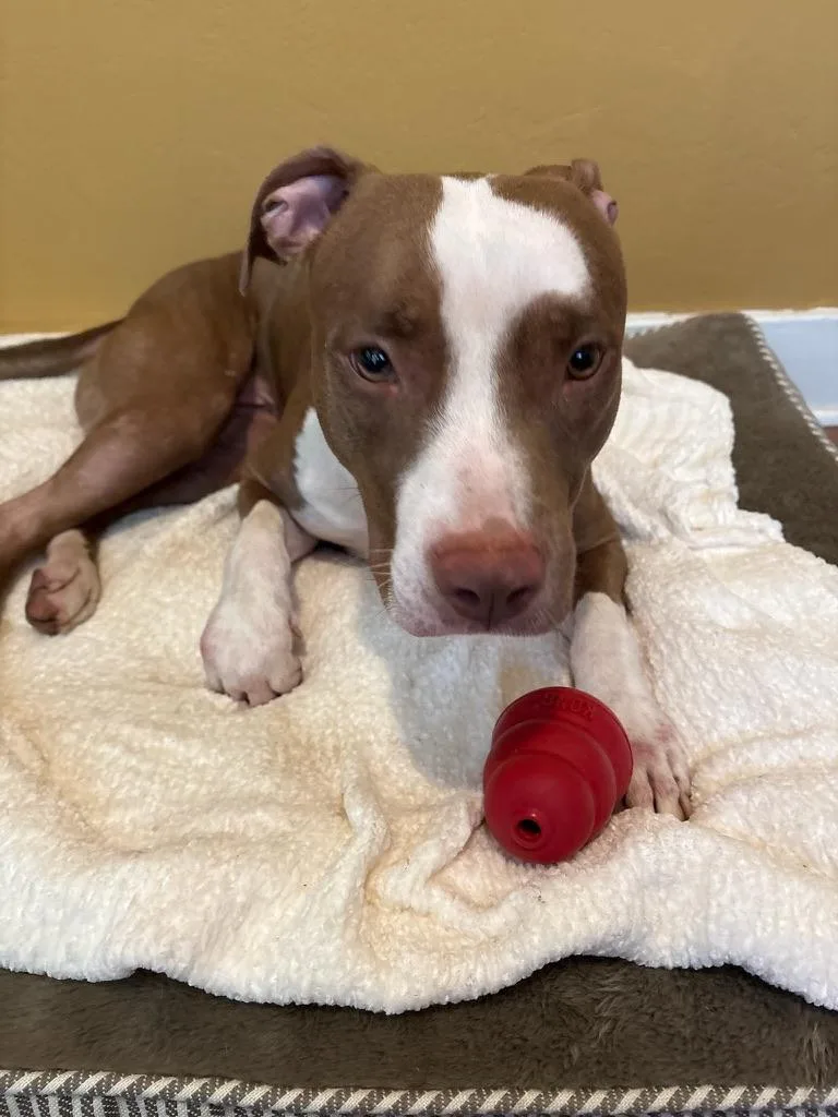 An adult medium-sized female Pit Bull Terrier dog named Kiara for adoption in Lakeside, CA