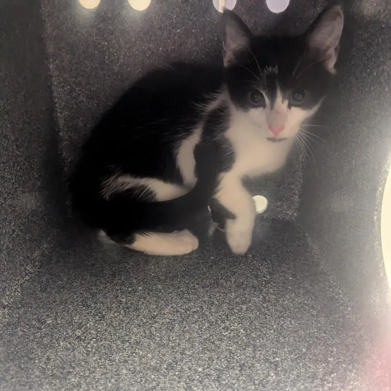 A baby small-sized male Black Domestic Short Hair cat named Sam for adoption in Charlottesville, VA