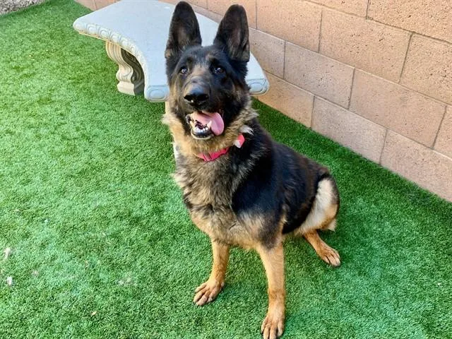 An adult large-sized female Black German Shepherd Dog dog named Save Me Please! Robin for adoption in San Marcos, CA