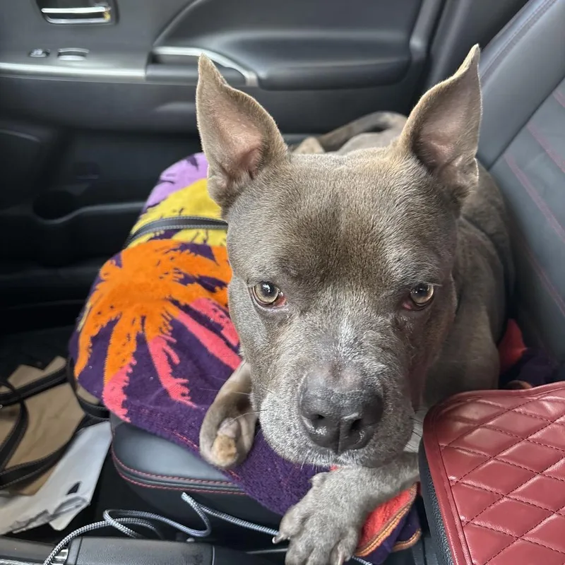 An adult medium-sized male Gray / Blue / Silver Pit Bull Terrier dog named Stubbs for adoption in Austell, GA