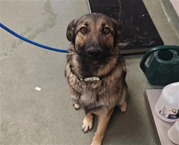 A young large-sized female Mixed Breed dog named Riley for adoption in Santa Fe, NM