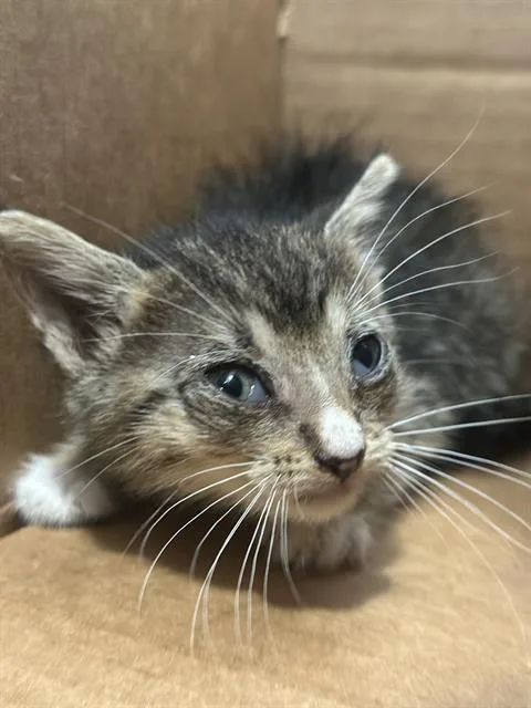A young medium-sized male Domestic Short Hair cat named Tupac for adoption in Dallas, TX