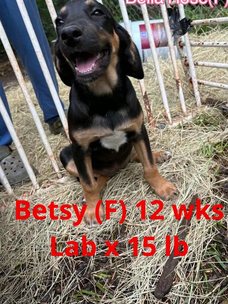 A young large-sized female Labrador Retriever dog named Betsy for adoption in Pomfret Center, CT