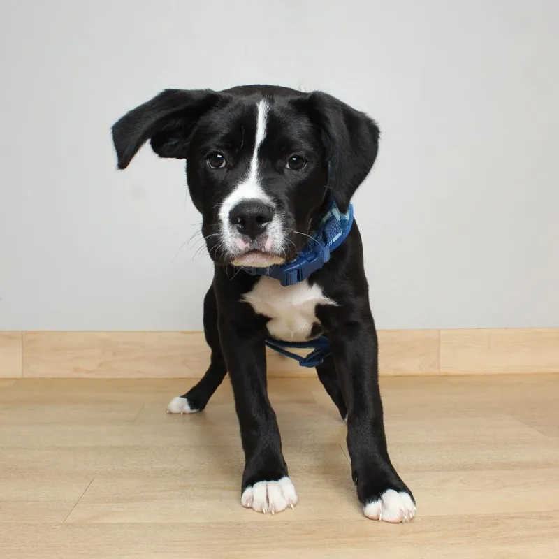 A baby medium-sized male Black Pit Bull Terrier dog named Bandit D for adoption in Minnetonka, MN