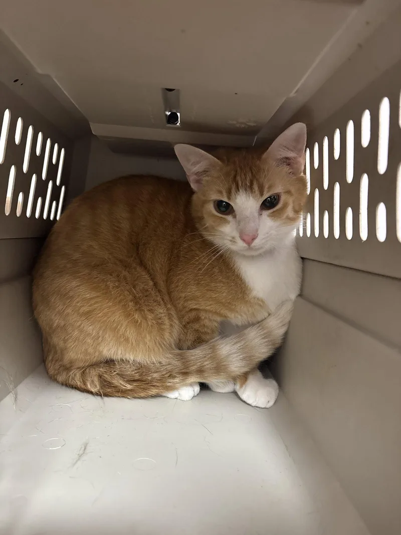 An adult medium-sized male Orange / Red Domestic Short Hair cat named Pumkin. for adoption in White Bluff, TN