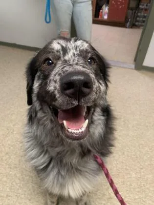 An adult large-sized male Great Pyrenees dog named Blu for adoption in St. Anne, IL