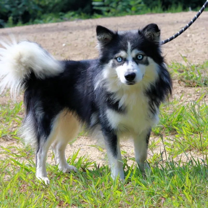 An adult medium-sized male Black Pomeranian dog named CT Ghost lbs for adoption in Eastford, CT