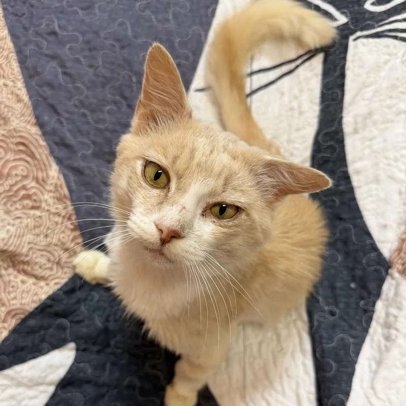 A young medium-sized male Orange & White Domestic Medium Hair cat named Caleb At Fat Cat for adoption in Tallahassee, FL