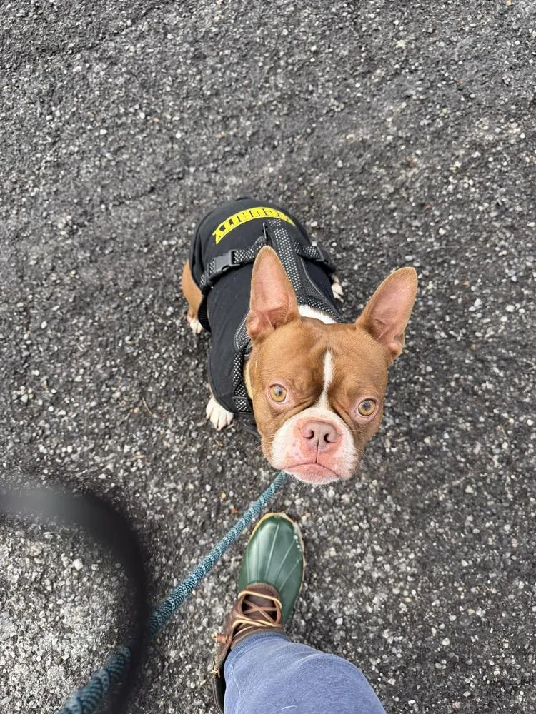A young small-sized male Boston Terrier dog named Tucker McDaniel Jonesborough  for adoption in Maryville, TN