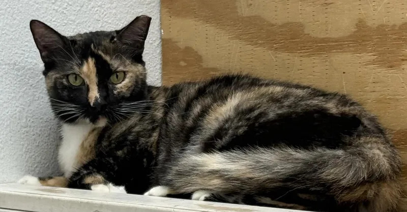 A young medium-sized female Domestic Short Hair cat named Holiday Meemaw for adoption in Chandler, AZ