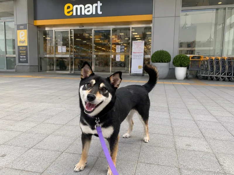 A young small-sized male Black Shiba Inu dog named Suho for adoption in Duluth, GA