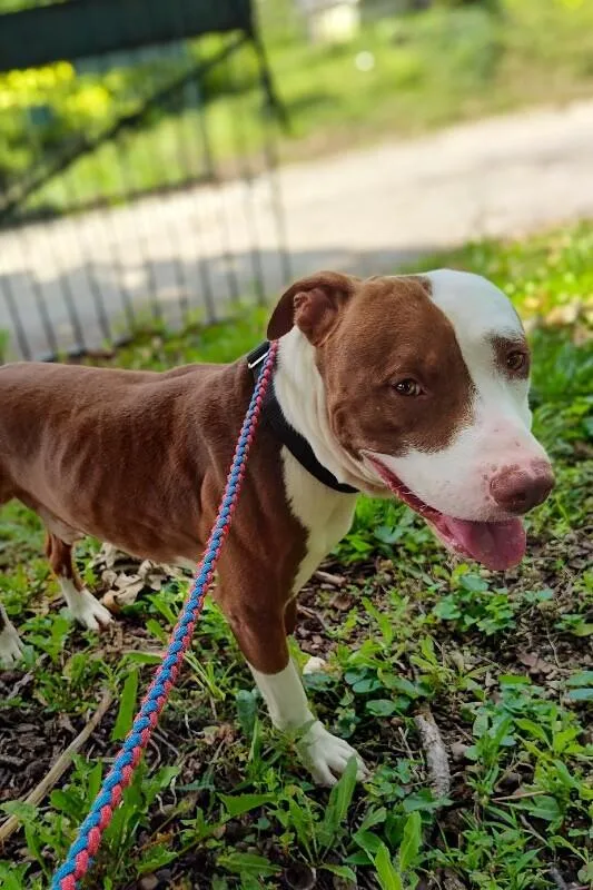 An adult large-sized male Brown / Chocolate Mixed Breed dog named Lionel Messi for adoption in Cincinnati, OH