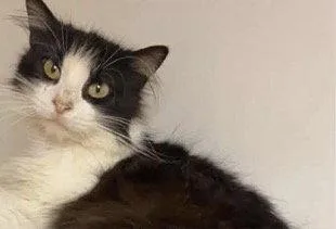 An adult medium-sized female Tuxedo cat named Francois C. for adoption in Frisco, TX