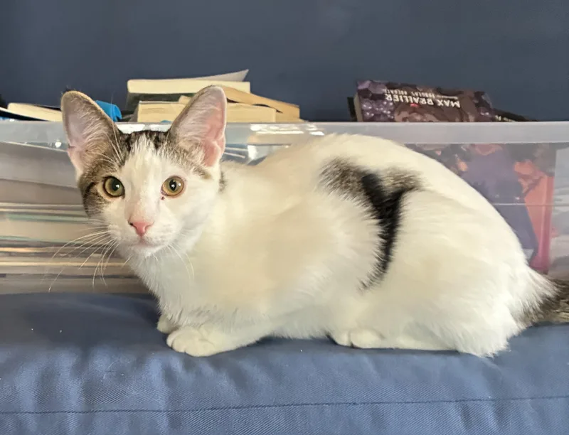 A young medium-sized male Gray & White Domestic Short Hair cat named Lovey for adoption in South Euclid, OH