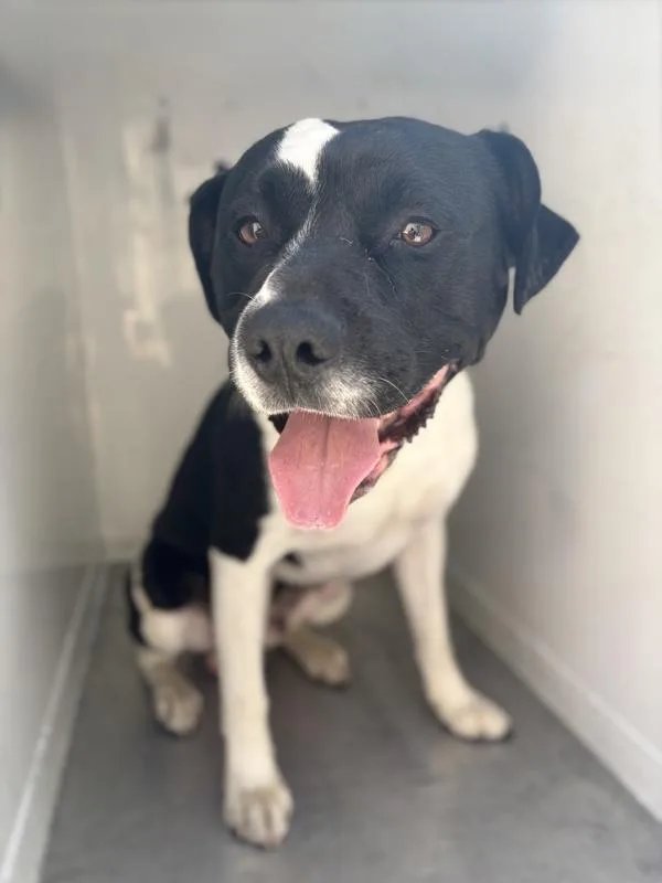 An adult medium-sized male Pit Bull Terrier dog named Burt for adoption in Victorville, CA