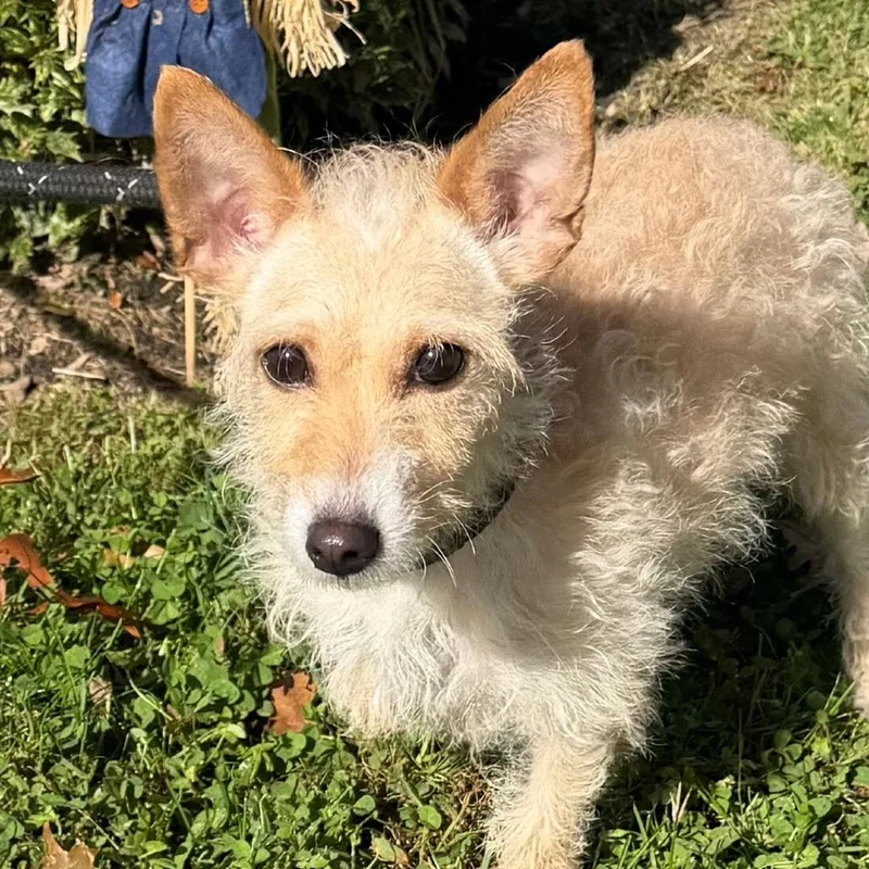 An adult small-sized female White / Cream Terrier dog named Tempura for adoption in Calverton, NY
