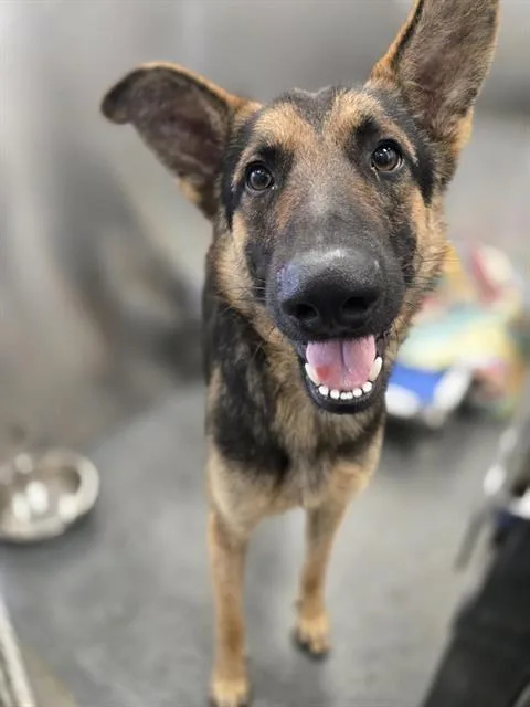 Rex