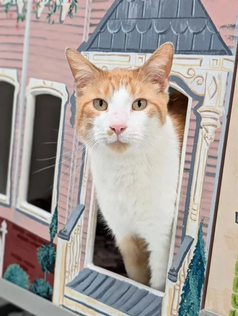 An adult medium-sized male Domestic Short Hair cat named Charlie for adoption in Canfield, OH