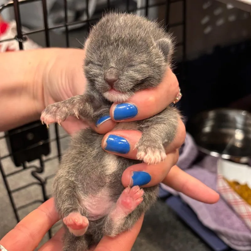 A baby small-sized female Gray / Blue / Silver Domestic Short Hair cat named Sylus for adoption in Allentown, PA