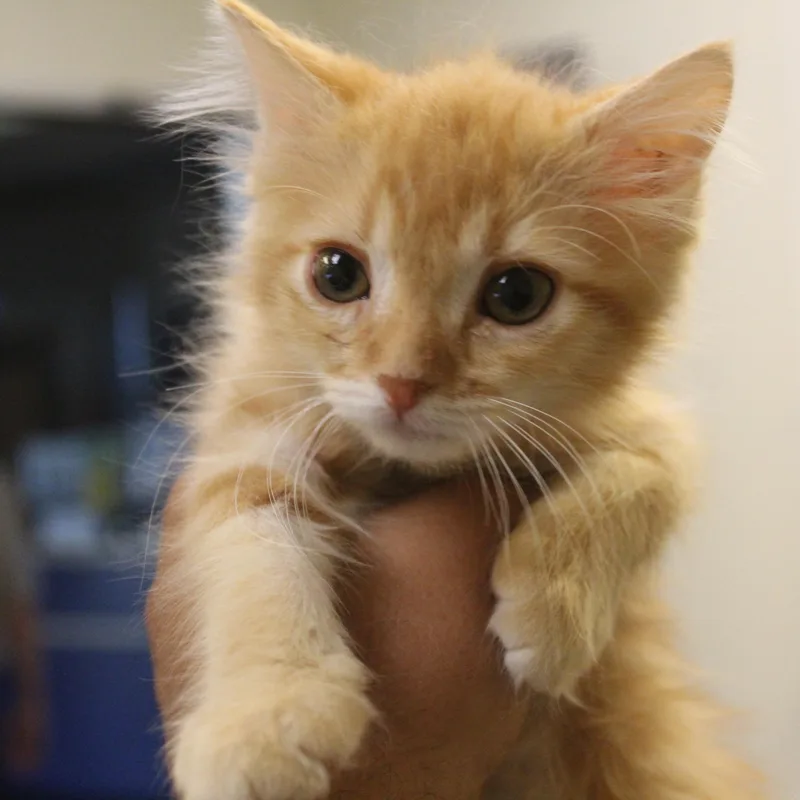 A baby medium-sized male Tabby (Orange / Red) Domestic Medium Hair cat named Tater Tot for adoption in Yucca Valley, CA