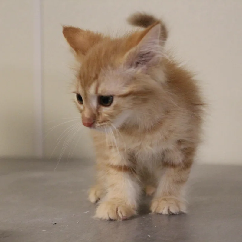 Tater Tot thumbnail 2
