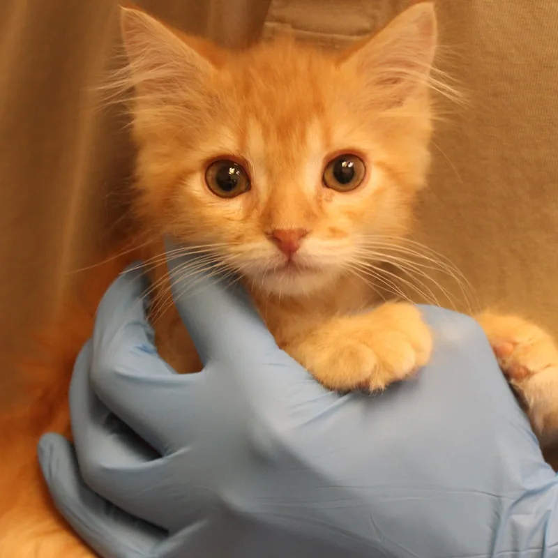 Tater Tot thumbnail 3