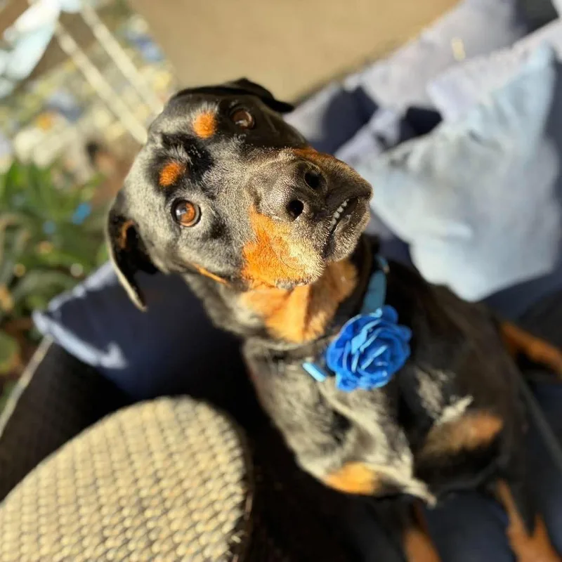 A senior large-sized female Black Rottweiler dog named Sammi for adoption in Ramona, CA