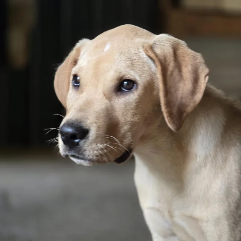 A baby small-sized male Yellow / Tan / Blond / Fawn Labrador Retriever dog named Elvis for adoption in Shelby, NC