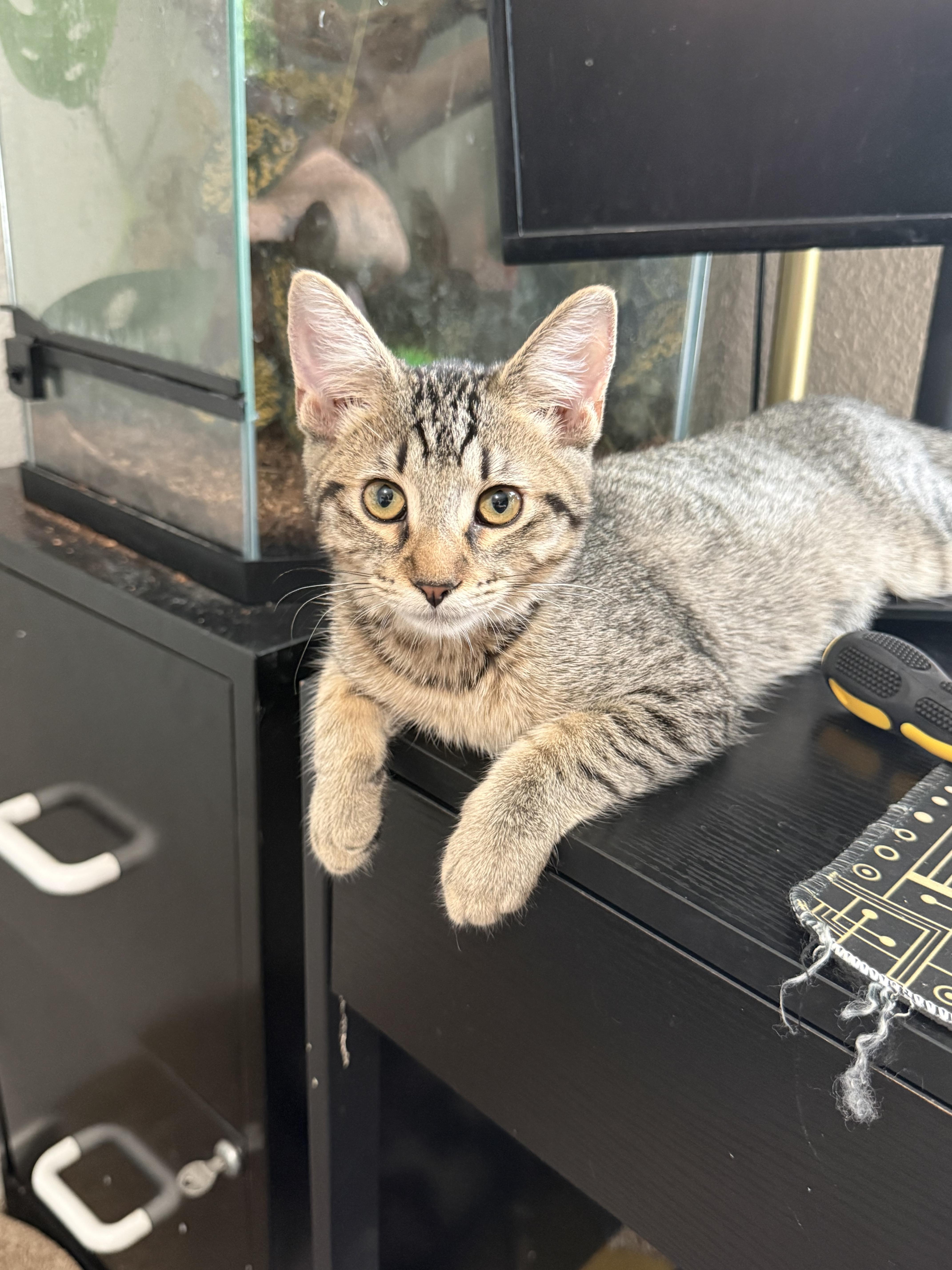 A baby small-sized female Domestic Short Hair cat named Gossip Gertie for adoption in Rio Linda, CA