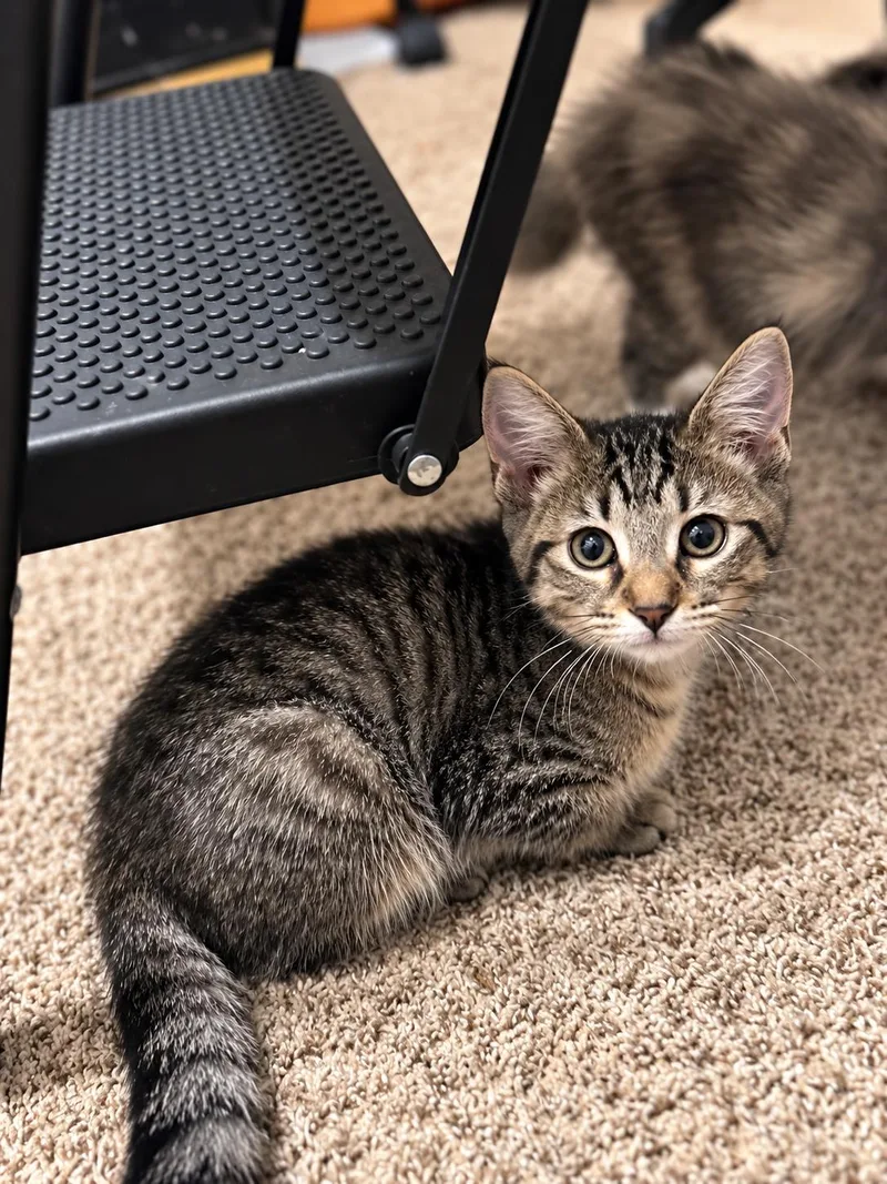 Gossip Gertie thumbnail 2
