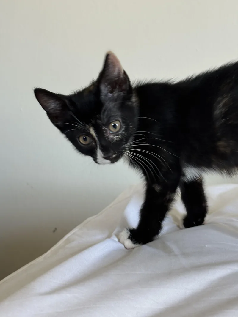 A baby small-sized female Calico cat named Sriracha for adoption in Brooklyn, NY