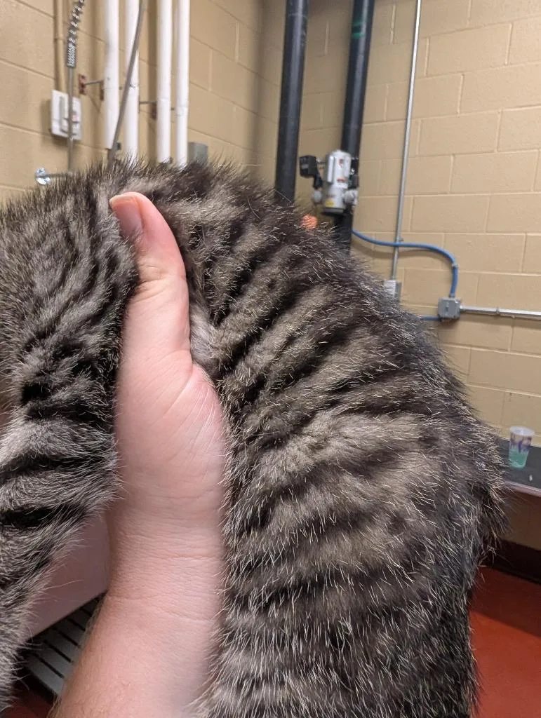 A baby small-sized female Domestic Short Hair cat named Shady for adoption in Douglasville, GA