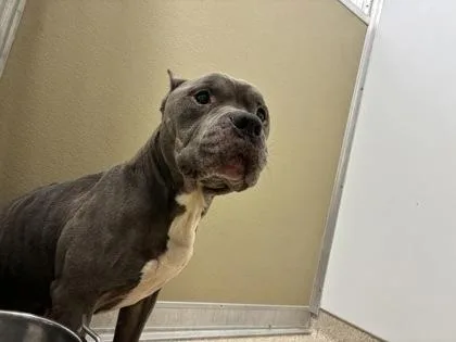 An adult large-sized male Mixed Breed dog named Leroy for adoption in Lafayette, IN
