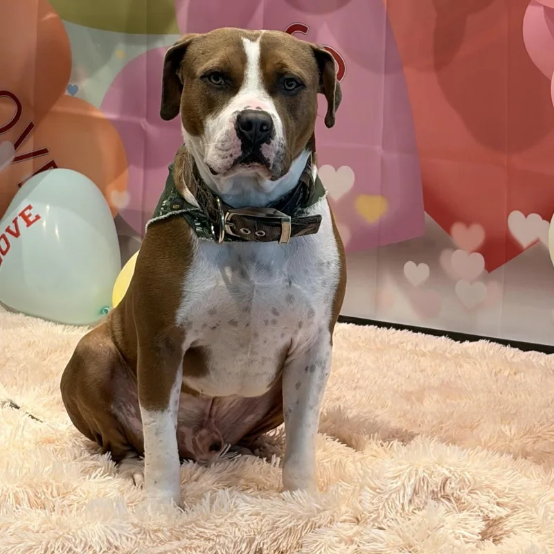 A young medium-sized male Brown / Chocolate American Staffordshire Terrier dog named Woodson for adoption in Houston, TX