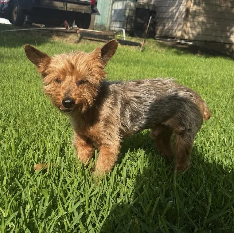 A senior small-sized male Black Yorkshire Terrier dog named Scruffy for adoption in Tomball, TX