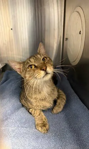 An adult large-sized male Domestic Short Hair cat named Cadiz for adoption in Chamblee, GA