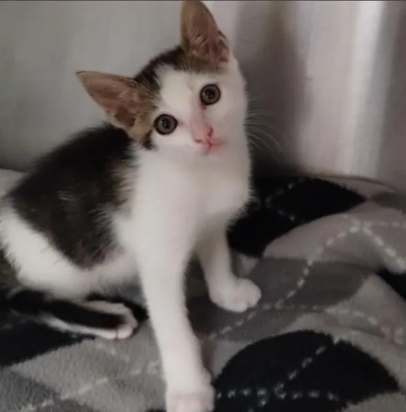 A baby small-sized male Domestic Short Hair cat named Nilly for adoption in Alameda, CA