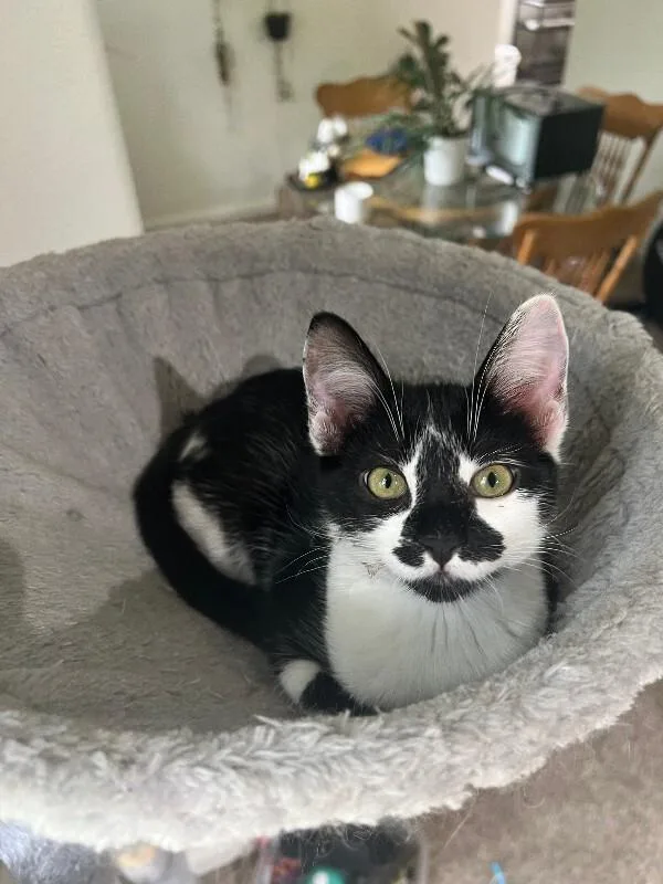 A young medium-sized female Black Domestic Short Hair cat named Wishbone for adoption in Fort Collins, CO