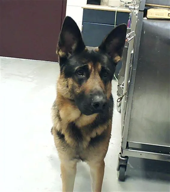 An adult large-sized male German Shepherd Dog dog named Captain Crunch for adoption in Fayetteville, NC