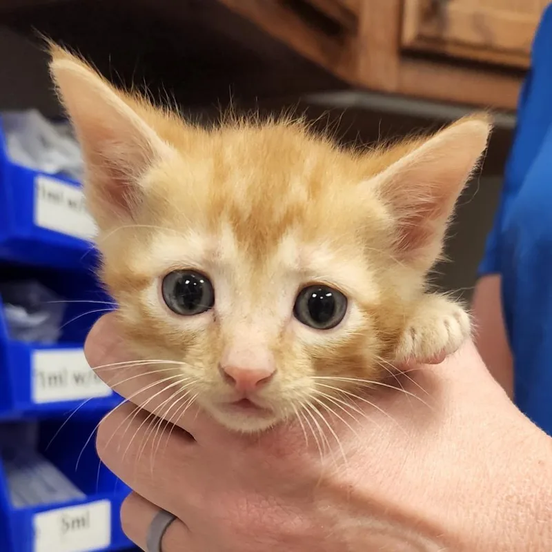 A baby small-sized male Orange / Red Domestic Short Hair cat named Topaz U for adoption in Tupelo, MS