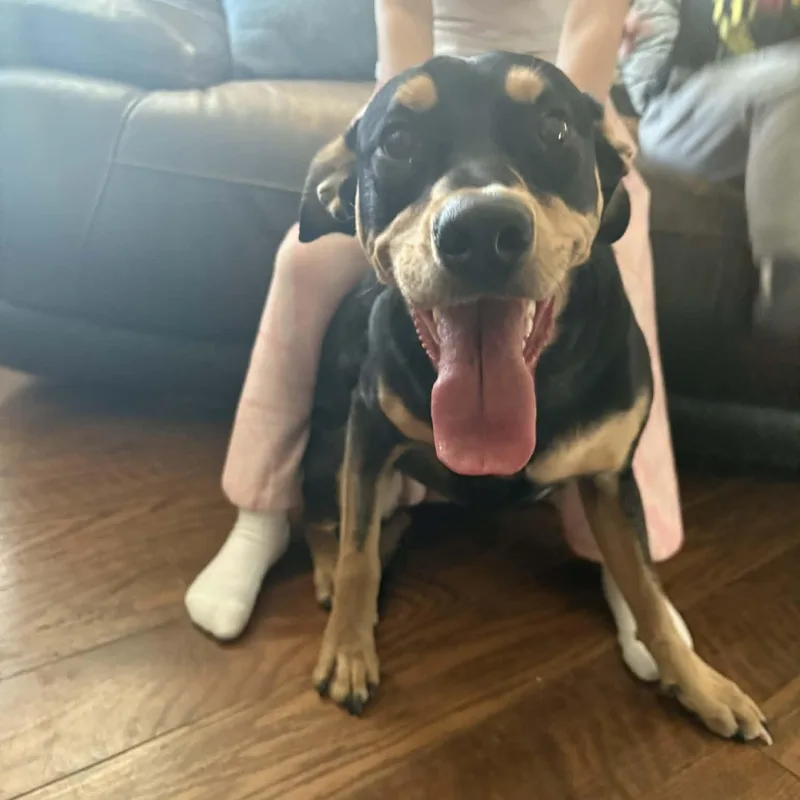 A young medium-sized female Shepherd dog named Winnie for adoption in Blacksburg, VA