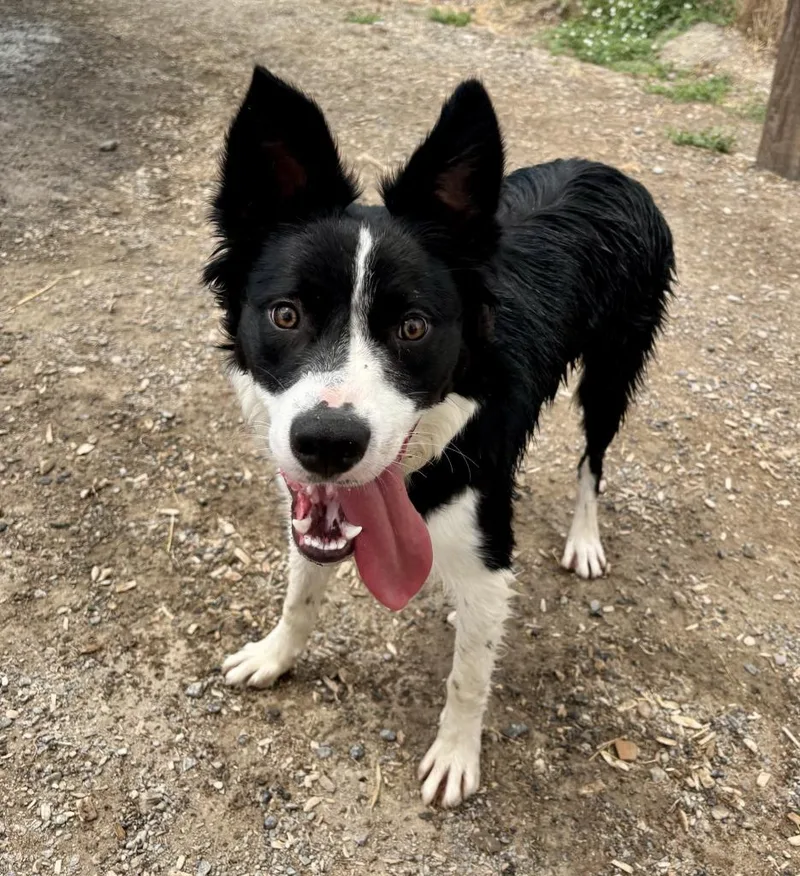 Koda