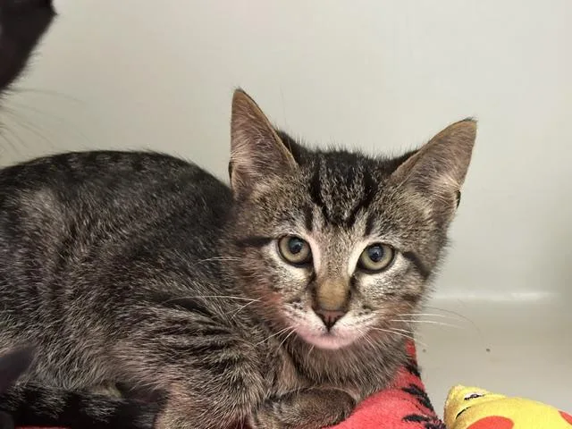 A baby small-sized male Domestic Short Hair cat named Pinto for adoption in McKinleyville, CA