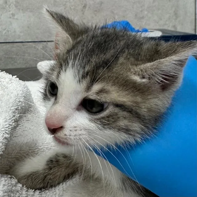 A baby small-sized male Domestic Long Hair cat named Banyan for adoption in Naples, FL