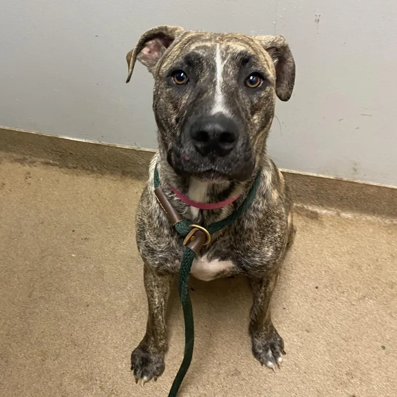 An adult medium-sized female Brindle Mixed Breed dog named Tigra for adoption in Chattanooga, TN