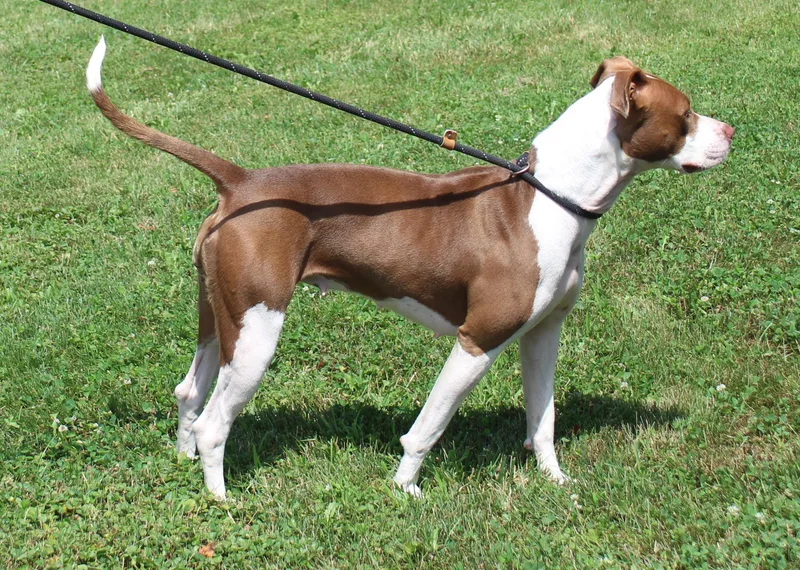 An adult medium-sized female White / Cream Pit Bull Terrier dog named Jewels for adoption in Heath, OH