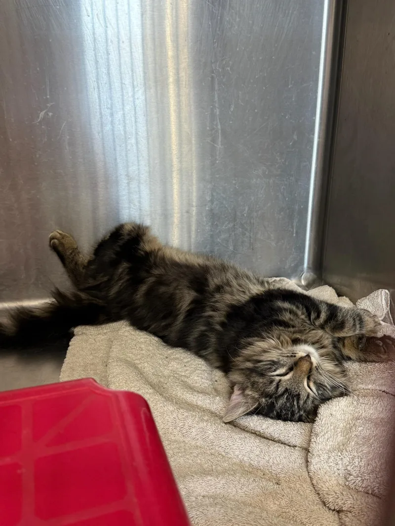 Magellan thumbnail 2