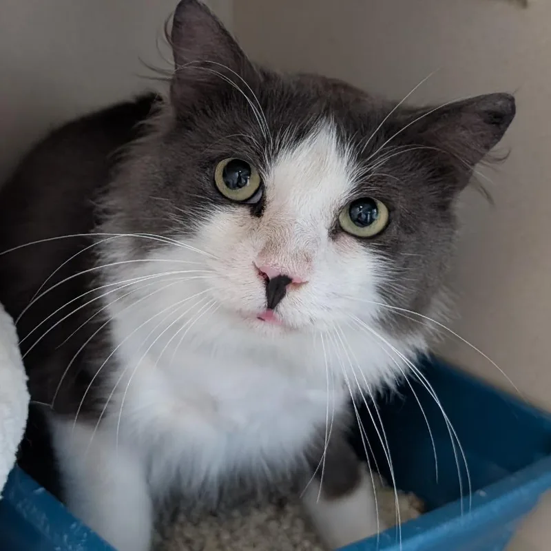 An adult medium-sized male Gray / Blue / Silver Domestic Long Hair cat named Barack for adoption in Calverton, NY