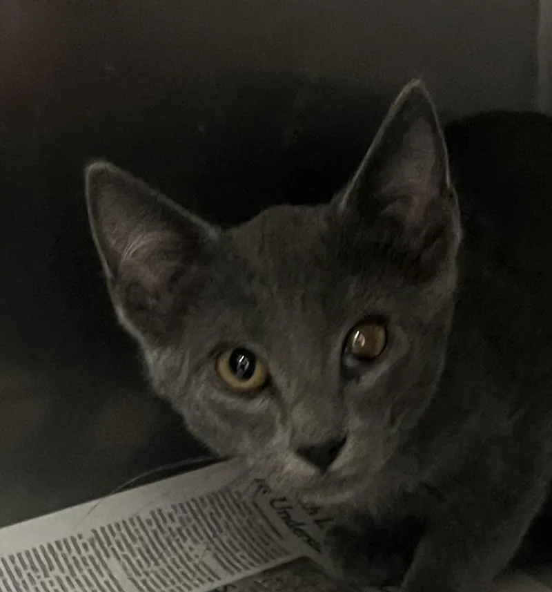 A baby medium-sized male Gray / Blue / Silver Domestic Short Hair cat named Jasper for adoption in Independence, MO